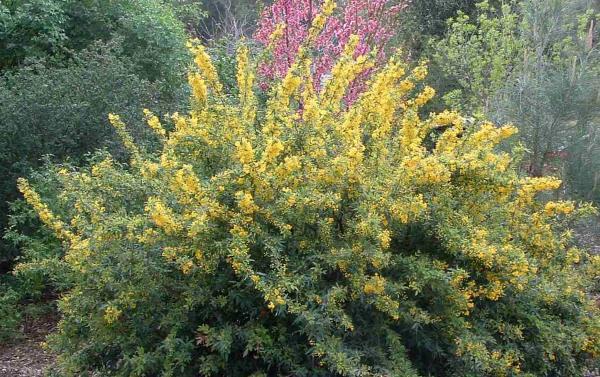 Nevin's barberry
